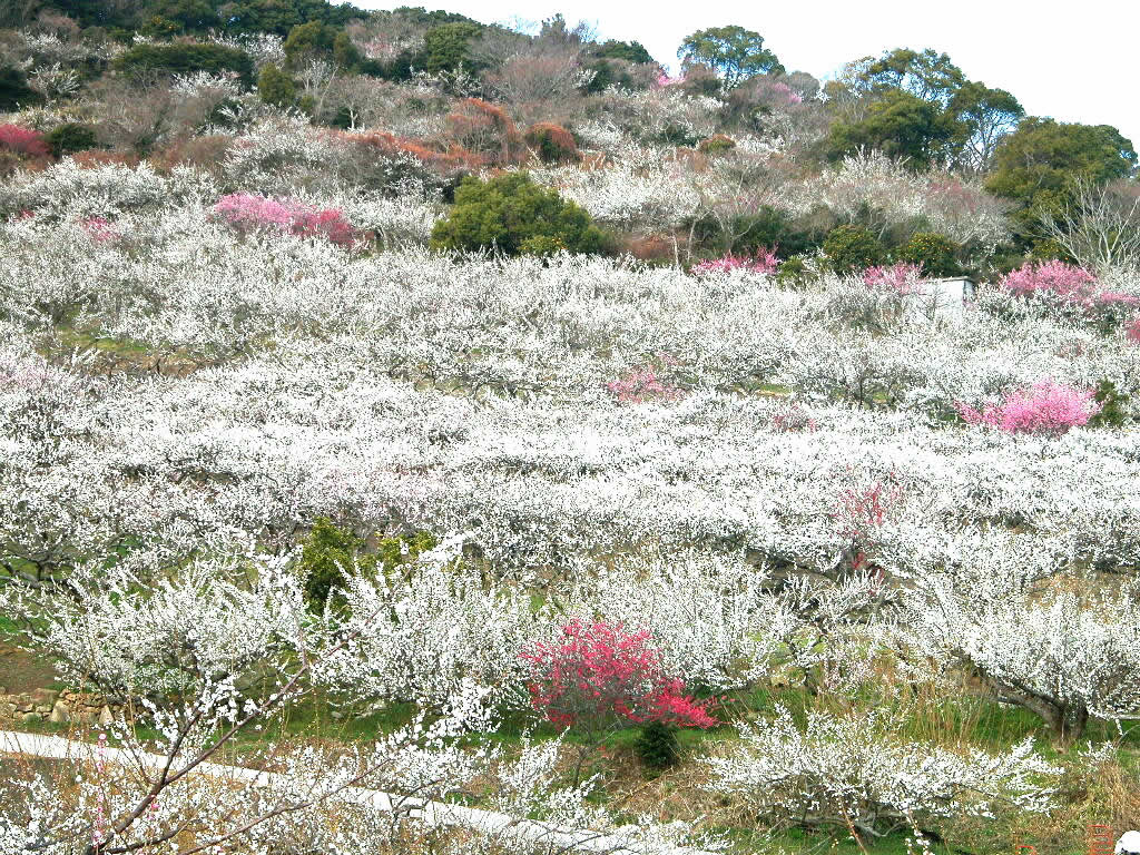 香雪海